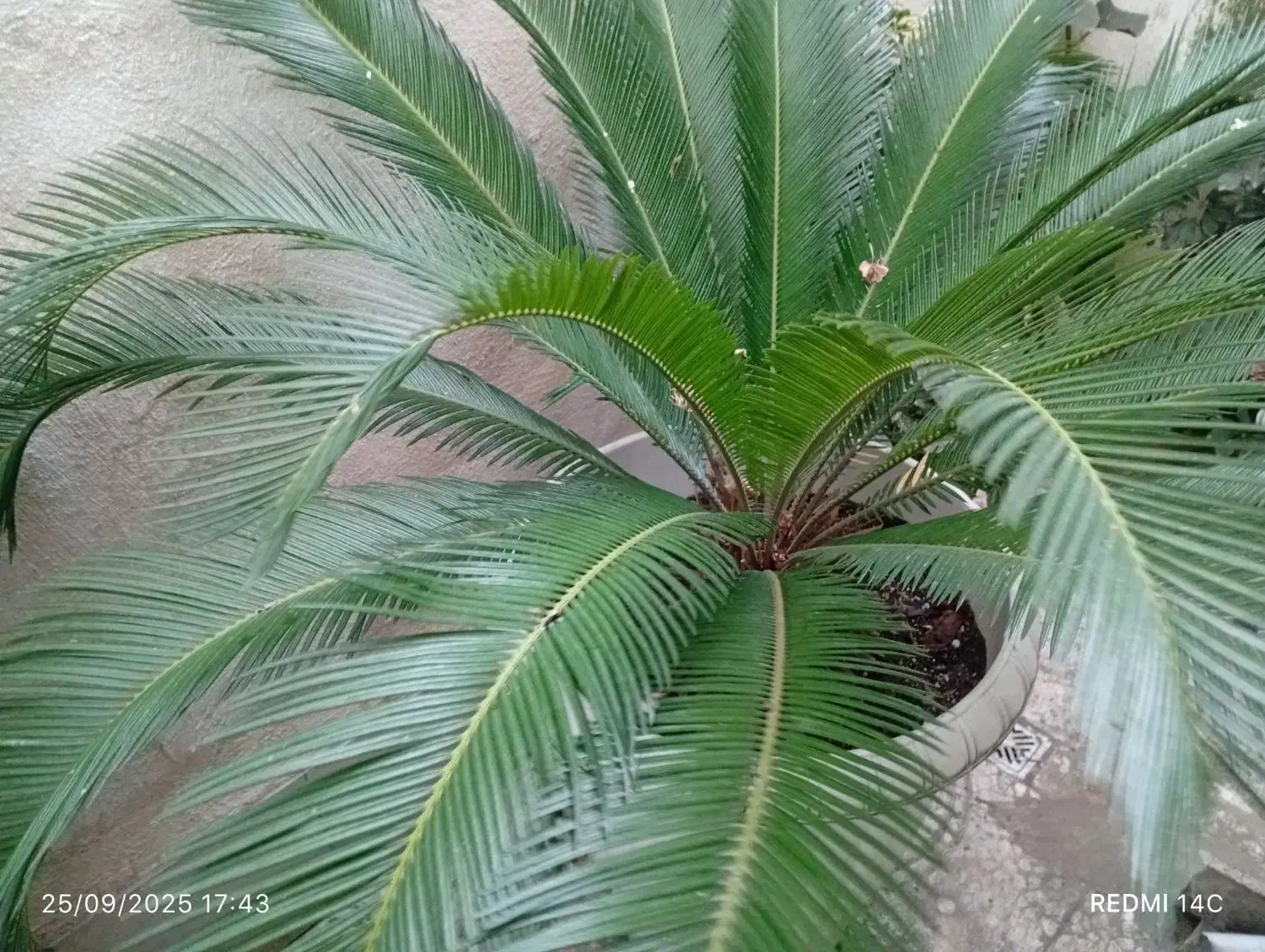 گل سیگاس نر|گل و گیاه طبیعی|رشت, نظری|دیوار