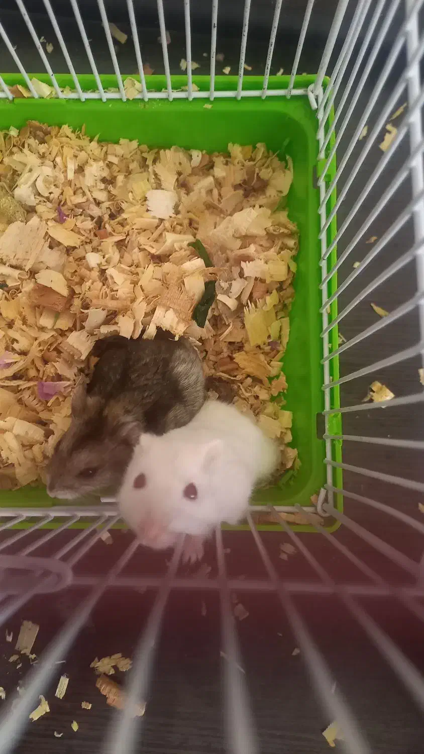 همستر|موش و خرگوش|شیراز, رکن‌آباد|دیوار