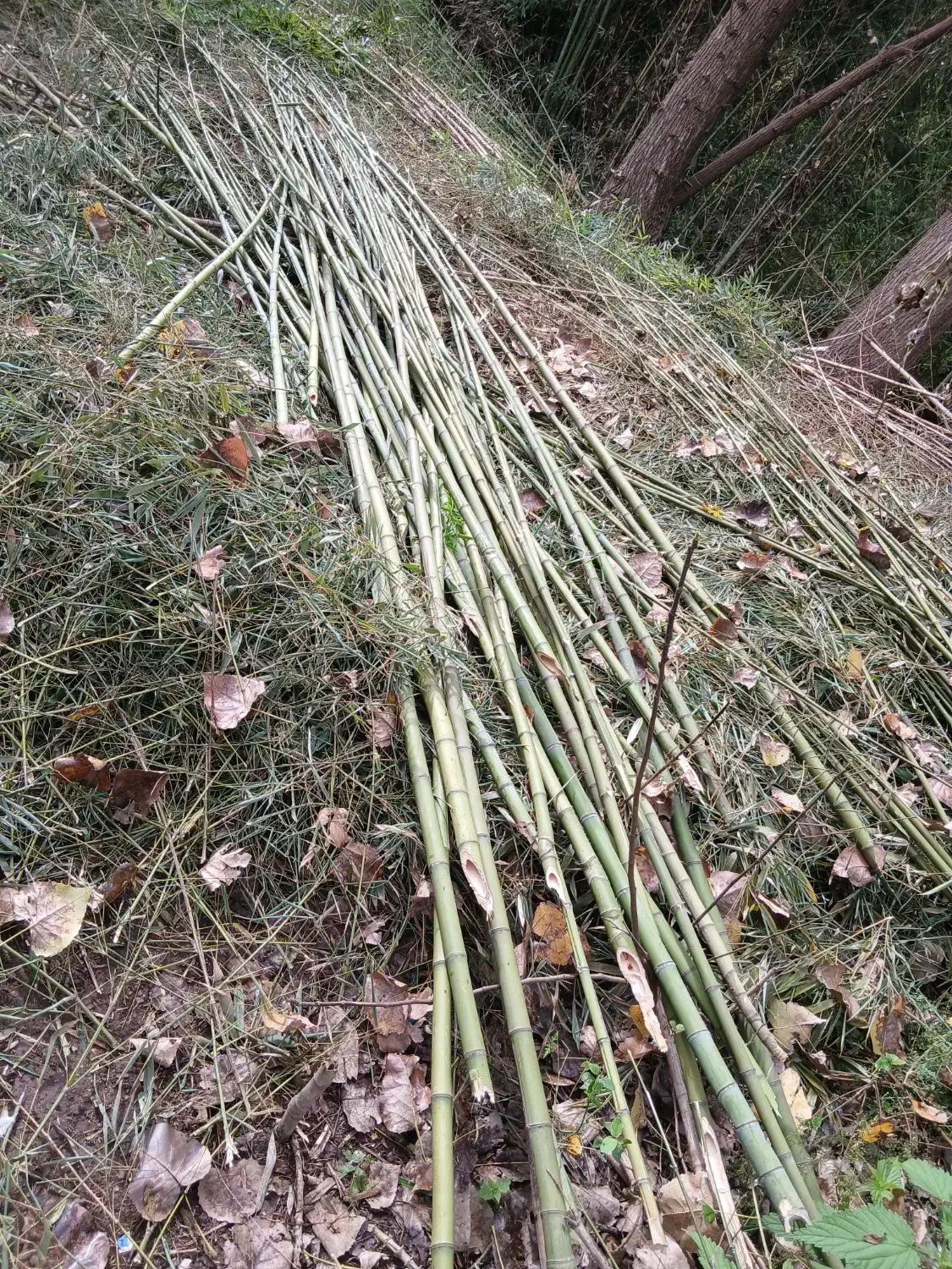 بامبو|گل و گیاه طبیعی|خشکبیجار, |دیوار