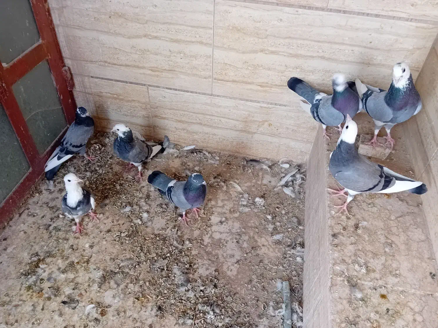 ۷ عدد شازده سبز|پرنده|اردکان, |دیوار