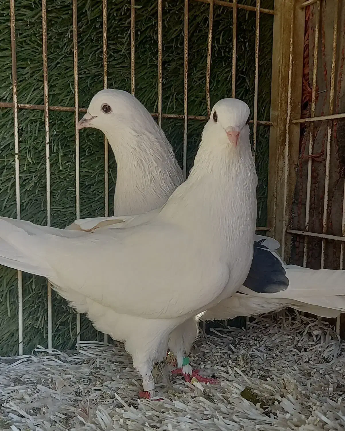 کبوتر پرشی نر و ماده|پرنده|وحیدیه, |دیوار