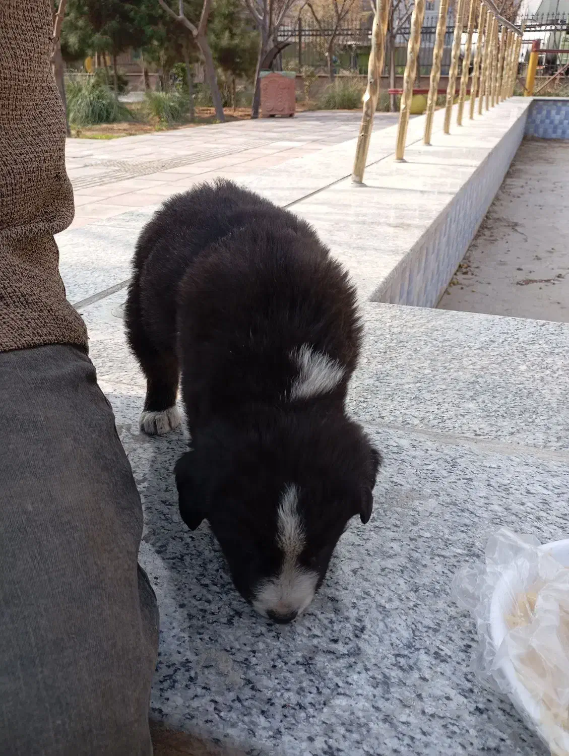 واگذاری توله نر قدرجونی|سگ|باقرشهر, |دیوار