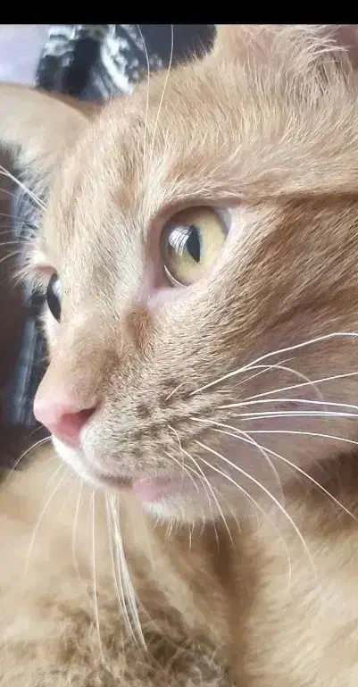 واگذاری گربه نر|گربه|سیرجان, |دیوار