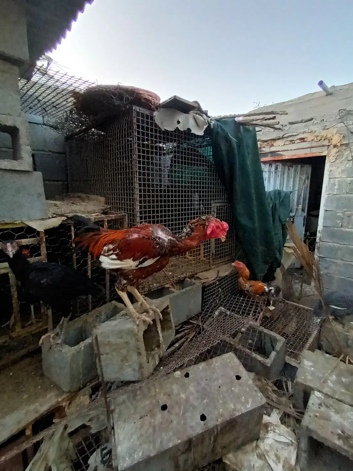 خروس چا بهاری|حیوانات مزرعه|بیکاه, |دیوار