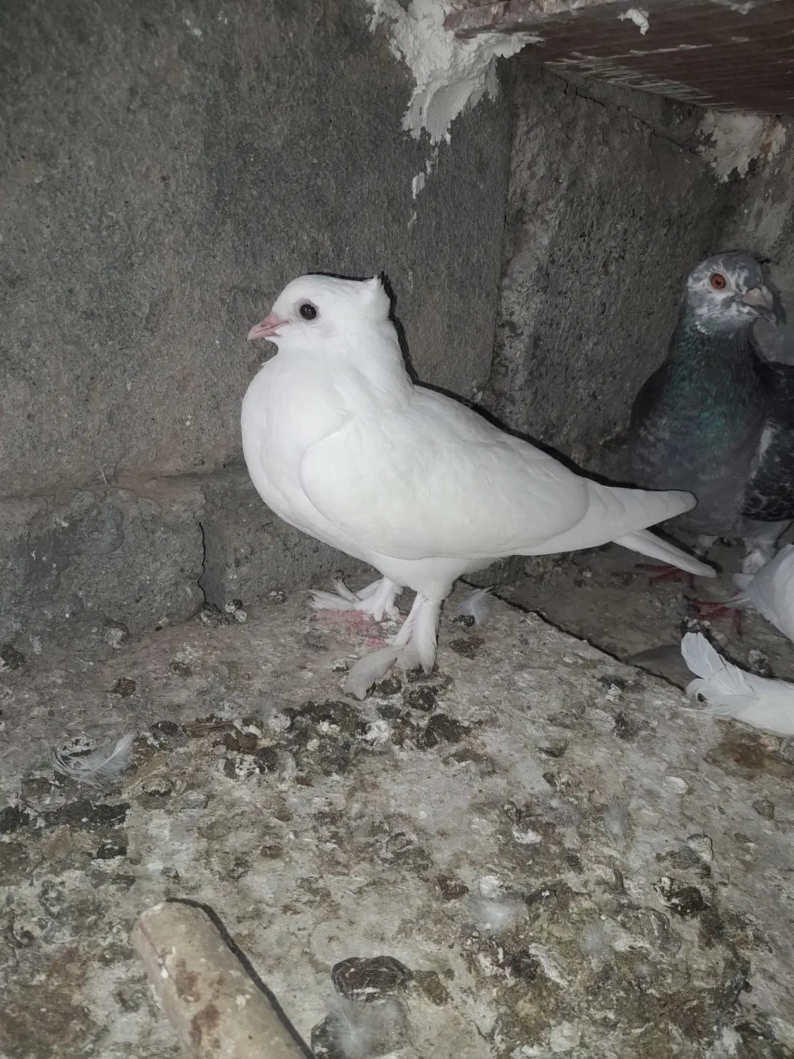 کفتر|پرنده|آسمینون, |دیوار