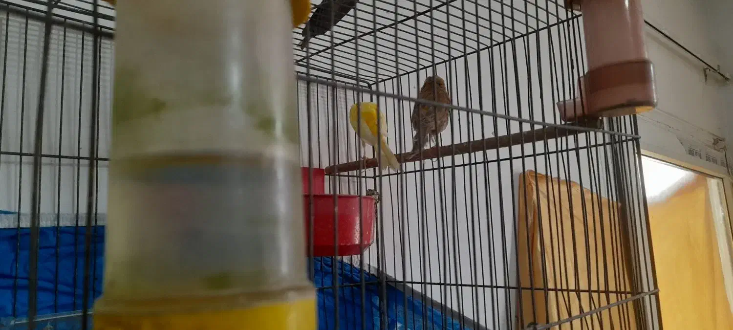 پرنده قناری جفت|پرنده|اصفهان, بهارستان|دیوار