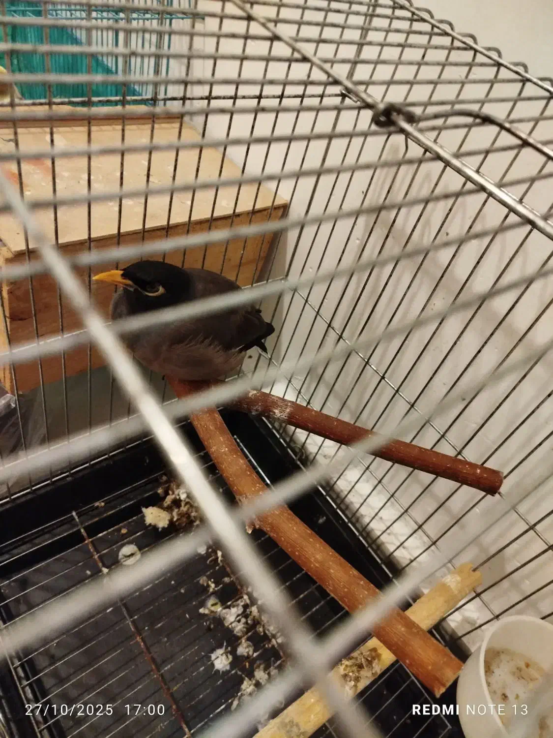 مرغ مینا نر ۸ماهه|پرنده|رشت, آب آسیاب|دیوار