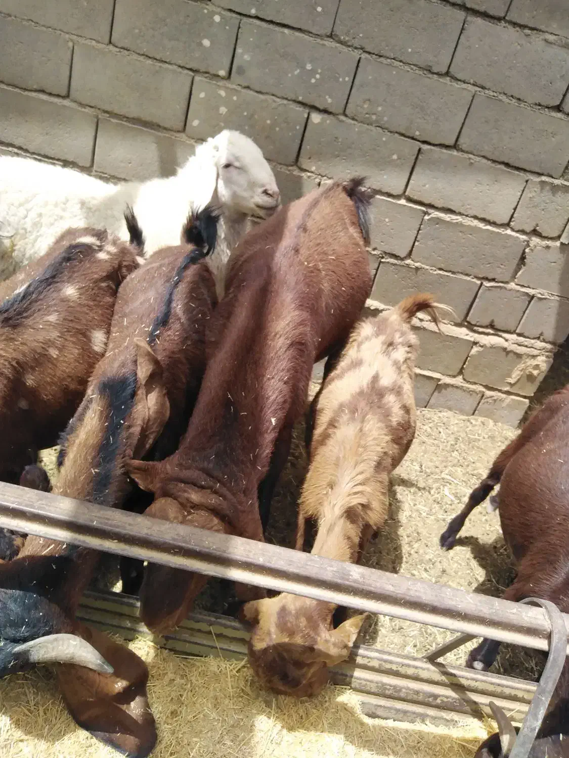 بز بره|حیوانات مزرعه|هیرمند, |دیوار