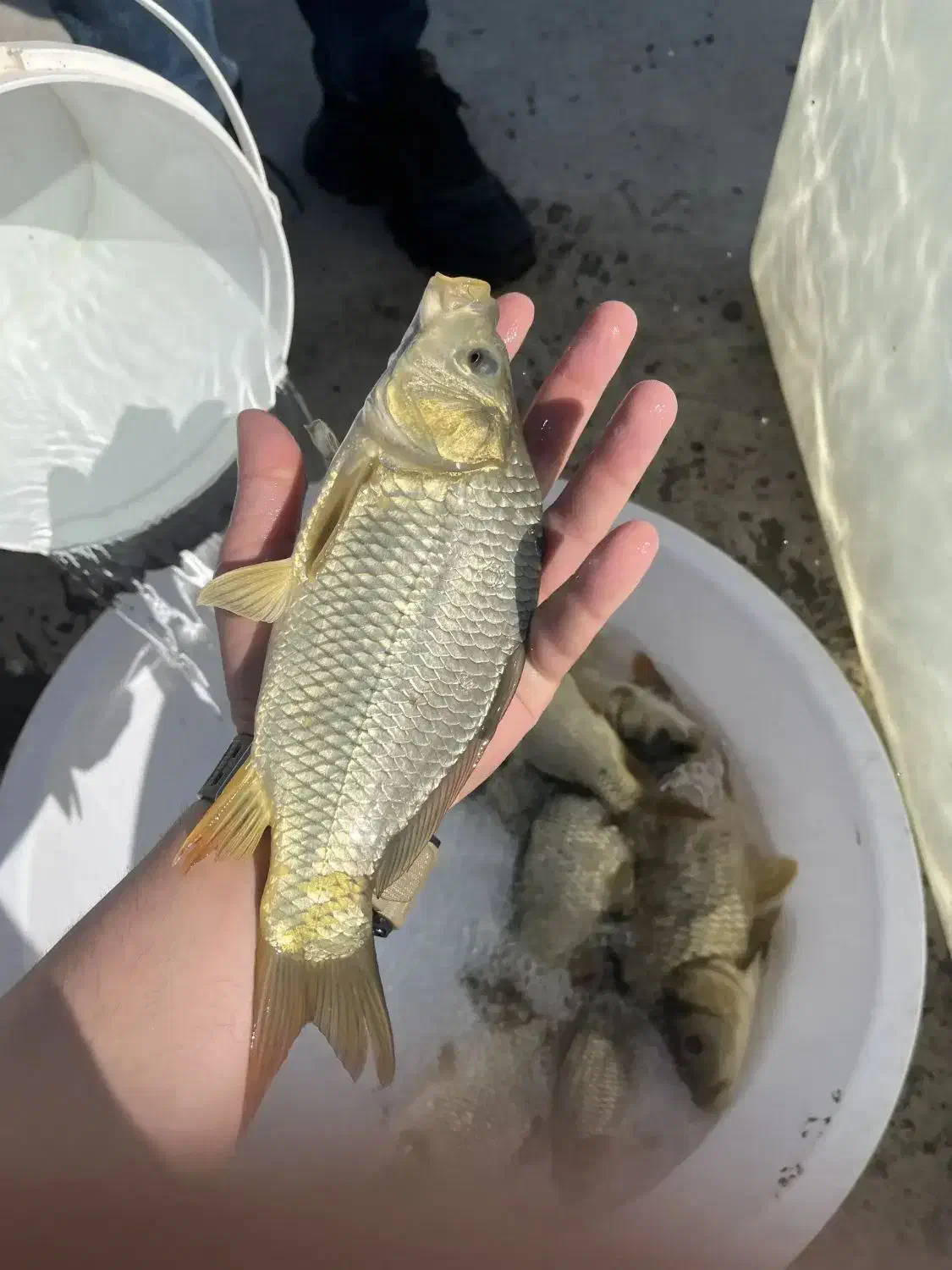 بچه کپور کف دست|ماهی|قم, بکایی|دیوار