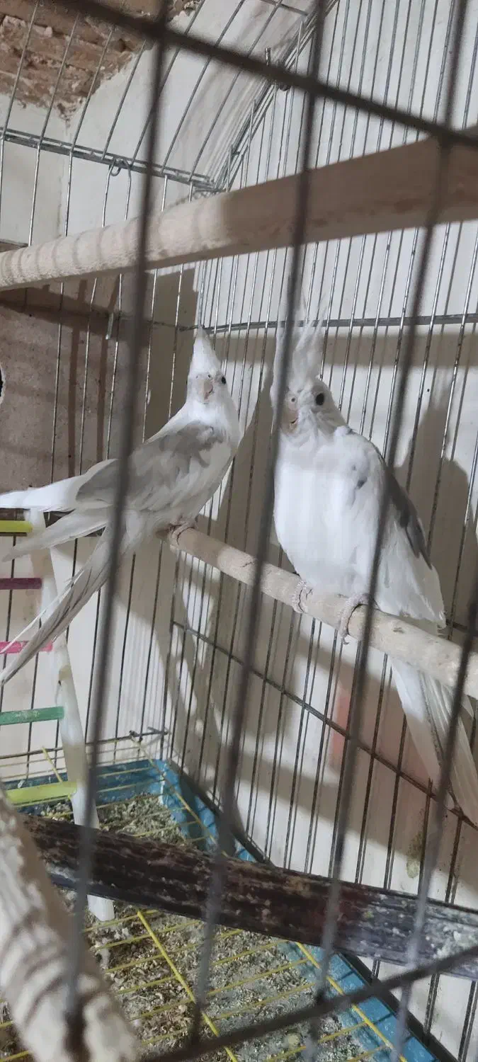 عروس هلندی آلبینو دوکت معاوضه با لاری (در سلماس)|پرنده|خوی, |دیوار