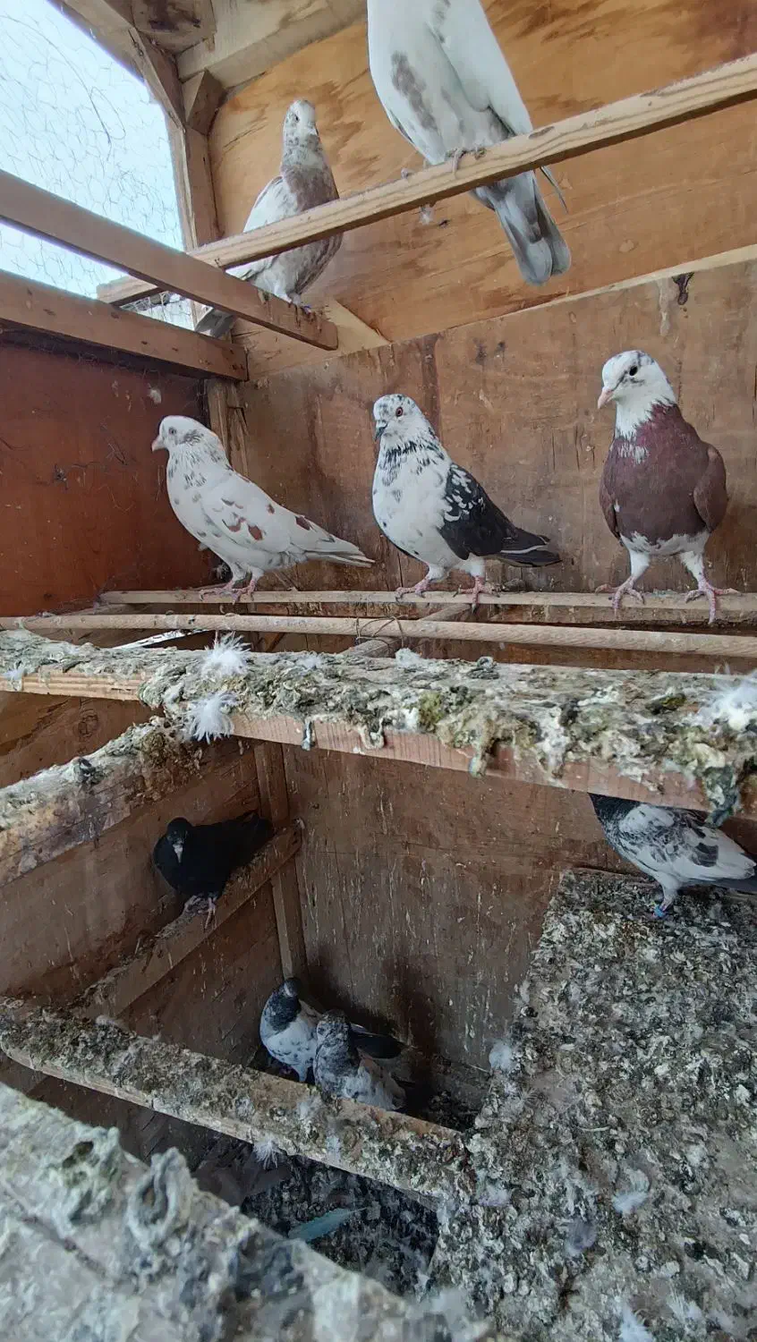 کفتر پرشی کفتر کار|پرنده|چهاردانگه (تهران), |دیوار