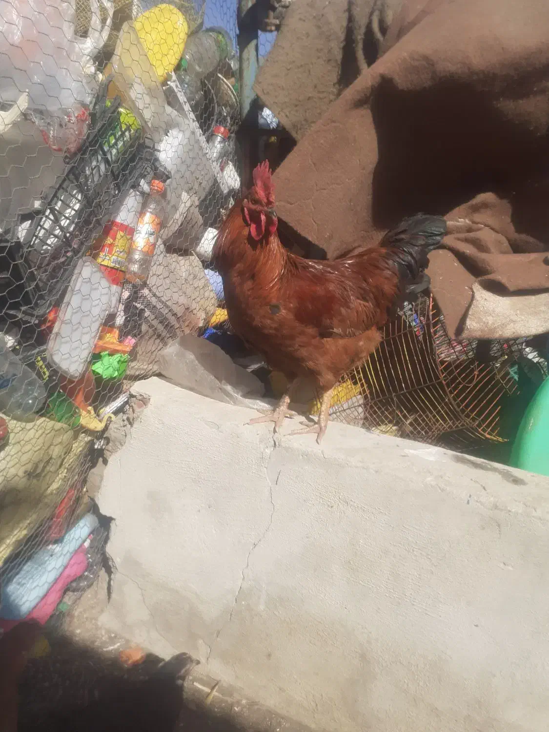 خروس مرغ|حیوانات مزرعه|قزوین, |دیوار