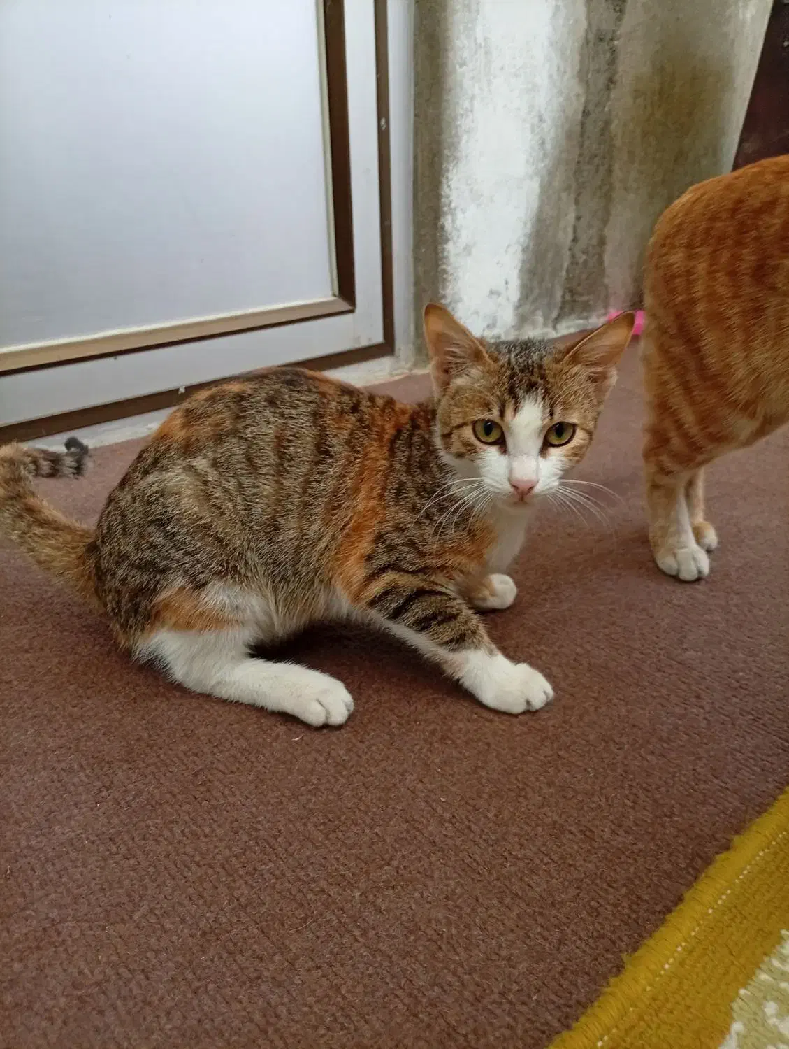 بچه گربه|گربه|بندر انزلی, چهارفریضه|دیوار