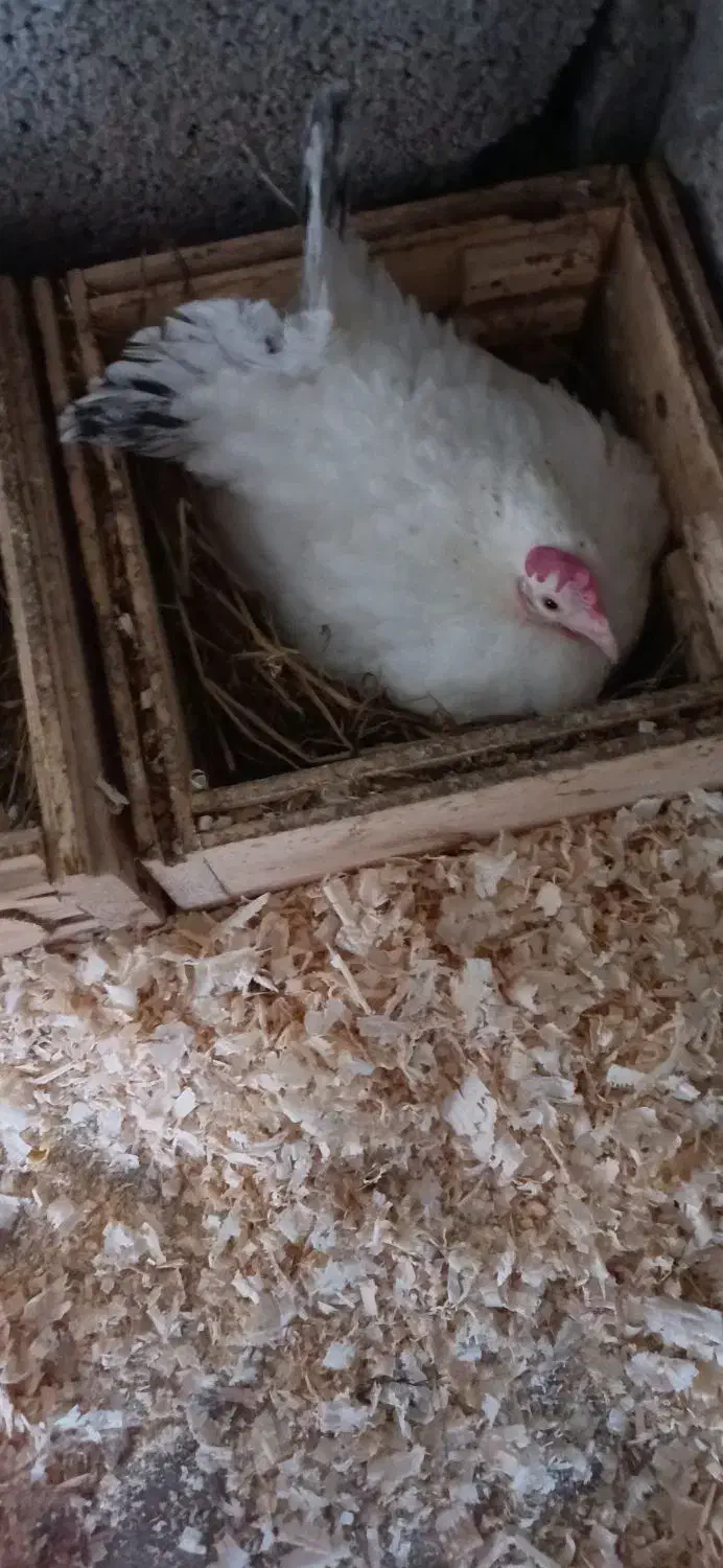 مرغ و خروس جاپنیز|حیوانات مزرعه|رویان, |دیوار