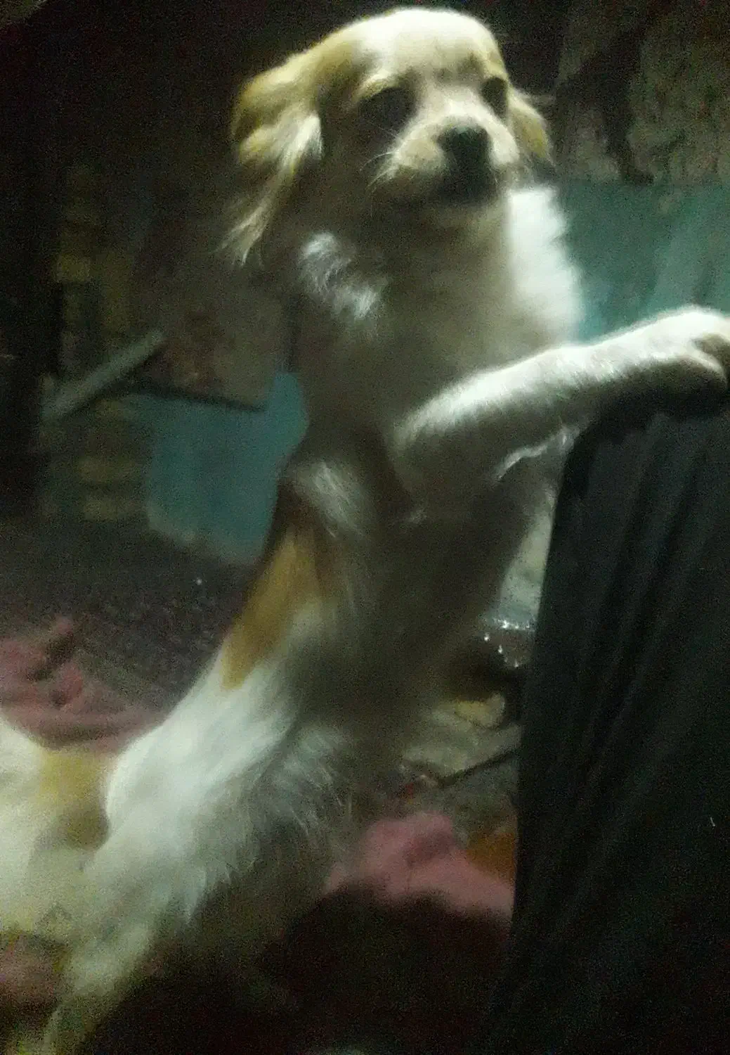 واگزاری سگ|سگ|شاهین‌شهر, عطار|دیوار