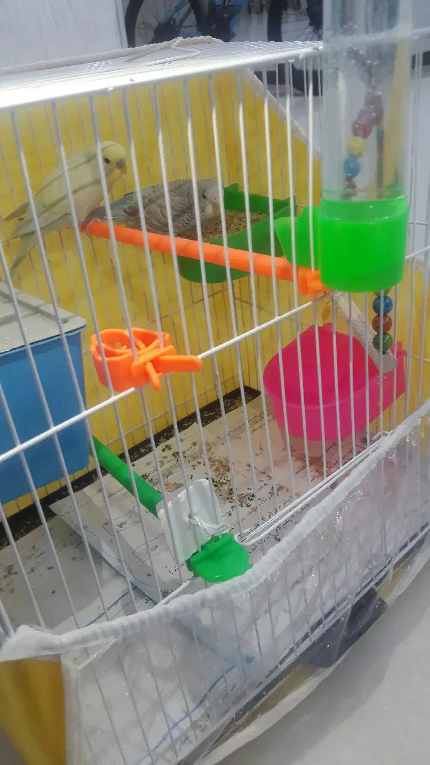 مرغ عشق خوش آواز|پرنده|مشهد, نکاح|دیوار