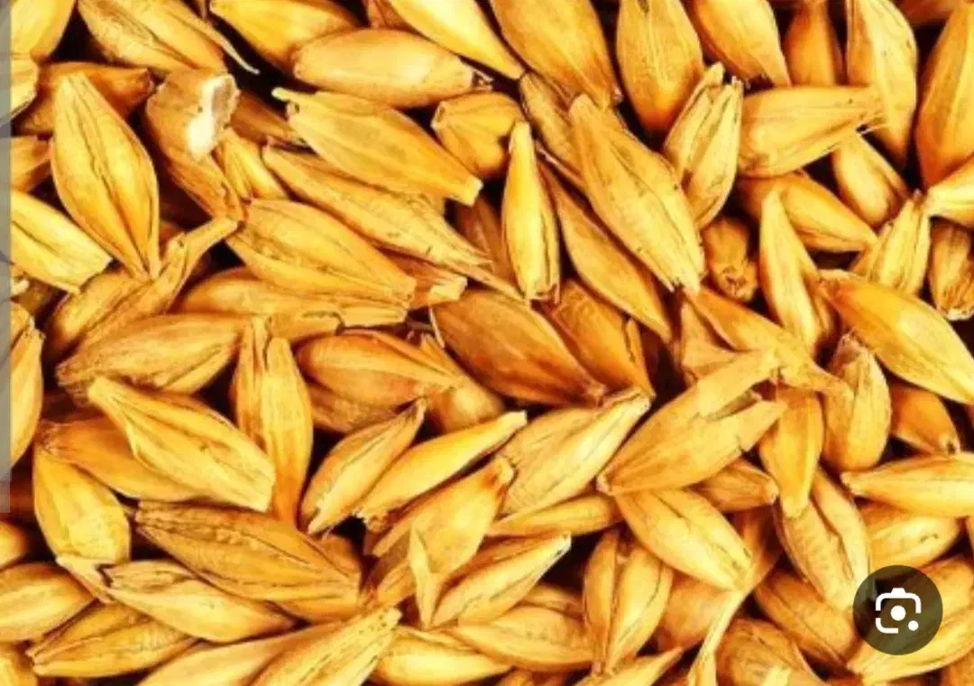 جو خارجی|عمده‌فروشی|قم, قلعه کامکار|دیوار