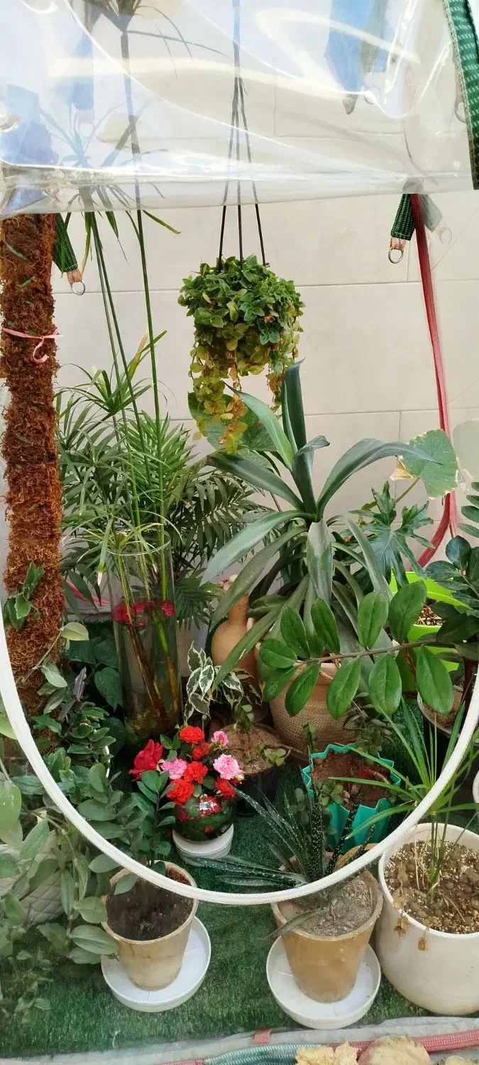 گلخانه خانگی اصفهان|خدمات پیشه و مهارت|فولادشهر, C4|دیوار