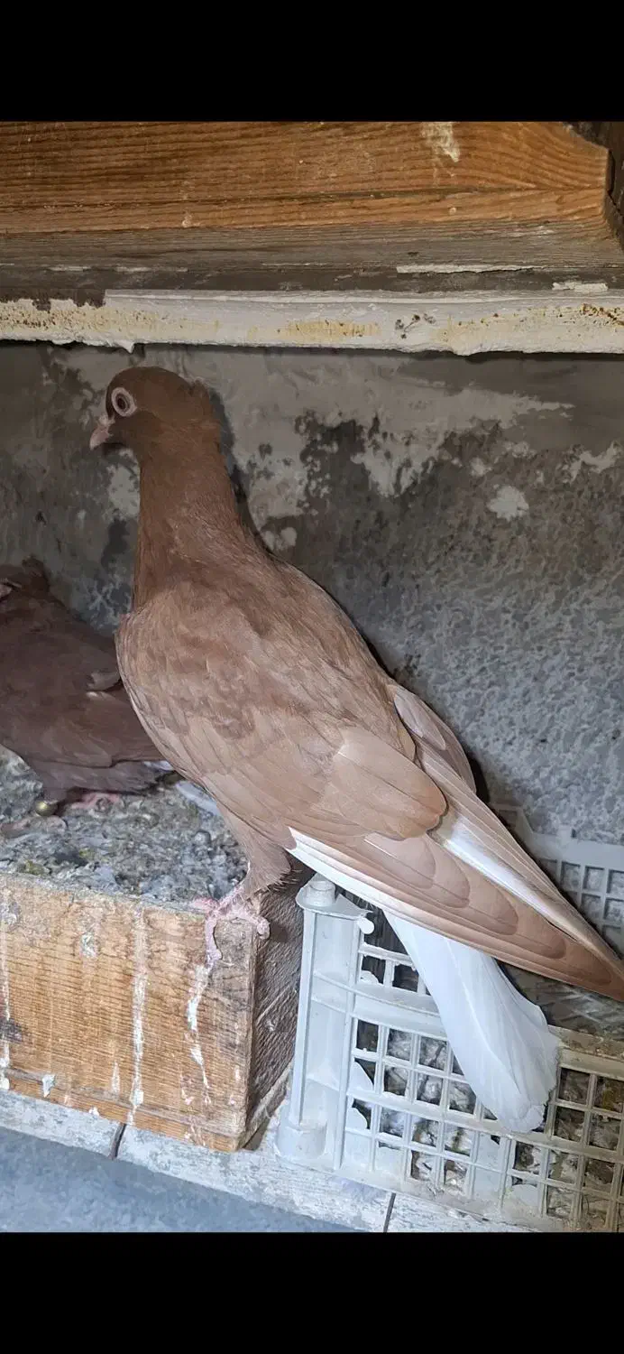 کبوتر رنگی پرشی|پرنده|عسلویه, |دیوار