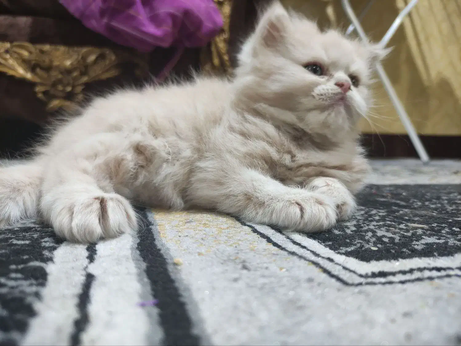 بچه گربه|گربه|اهواز, ۳۰ متری|دیوار