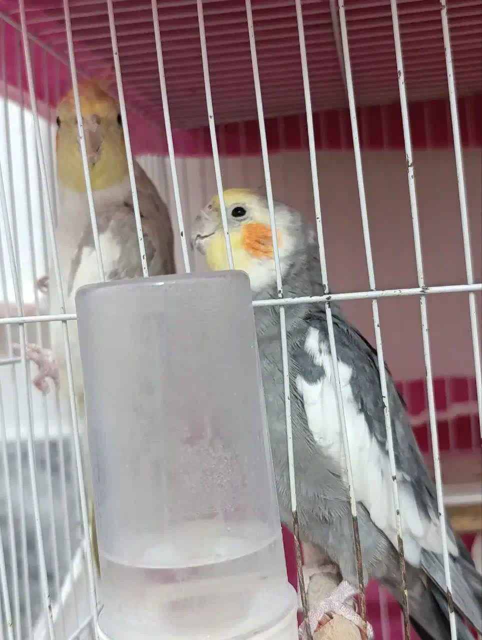 جفت عروس هلندی مناسب جوجه کشی با قفس ب شرط جوجه|پرنده|مشهد, هفت تیر (نه دره)|دیوار