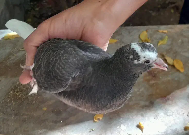 کبوتر.|پرنده|کرمان, |دیوار