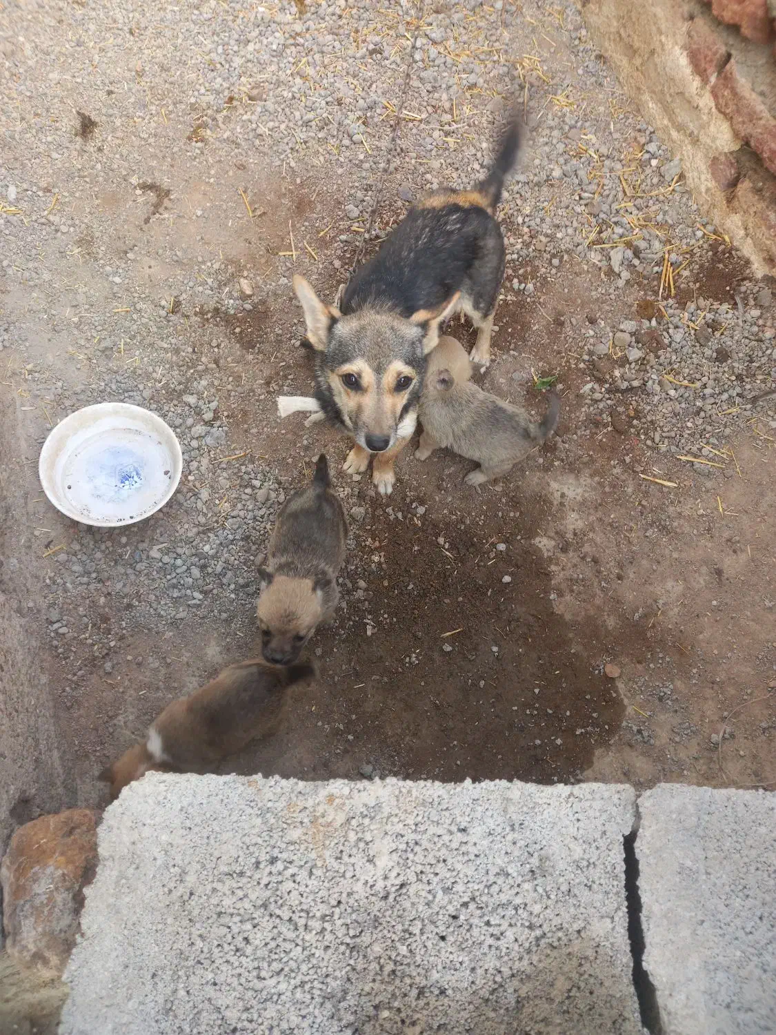 واگذاری پاکوتا|سگ|رشت, منظریه|دیوار