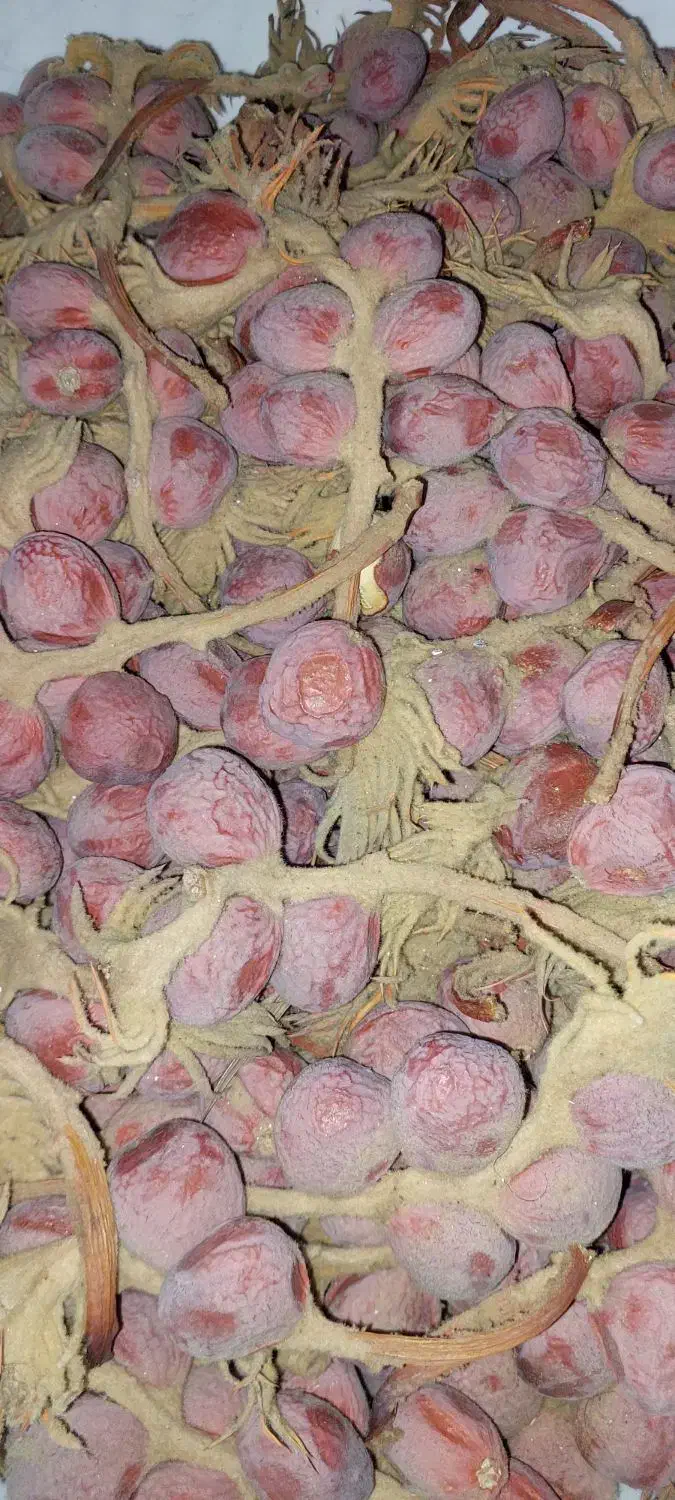 بذر سیکاس|گل و گیاه طبیعی|رشت, گلسار|دیوار