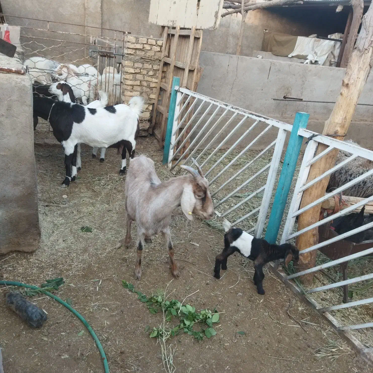 بزآلپن و پاکستانی اصل باکره ماده درشت|حیوانات مزرعه|یزد, |دیوار