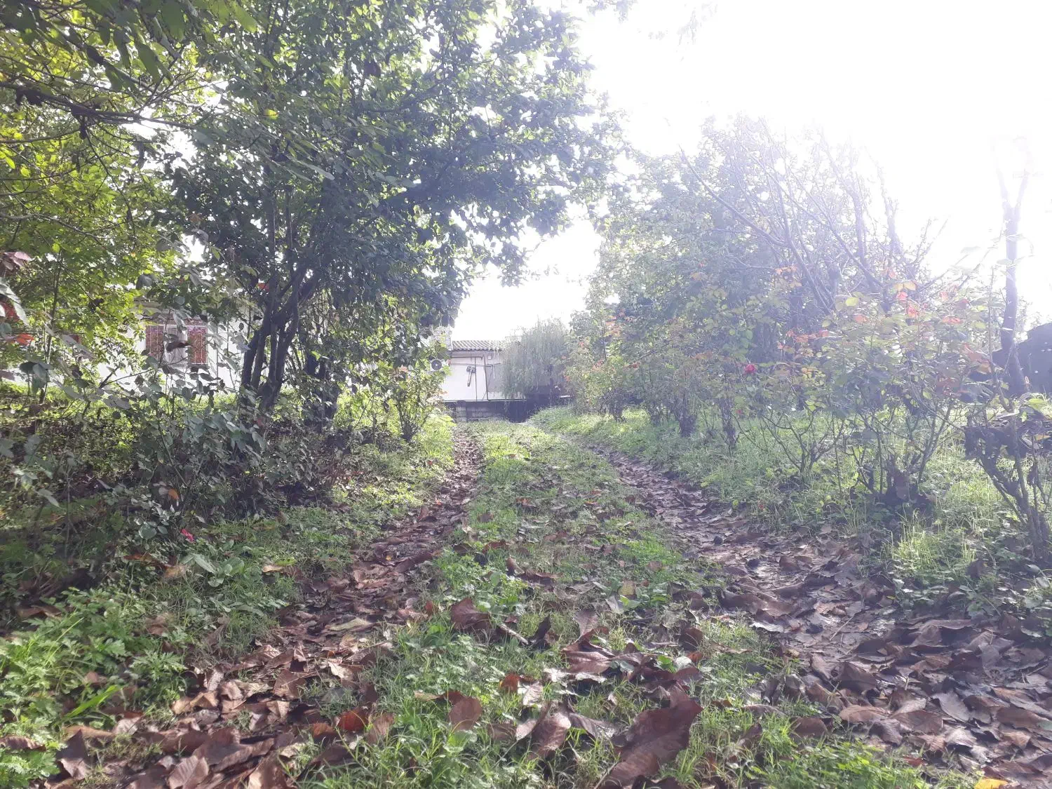 اجاره ویلا جنگلی تک خواب گیسوم|اجارهٔ خانه و ویلا|اسالم, |دیوار