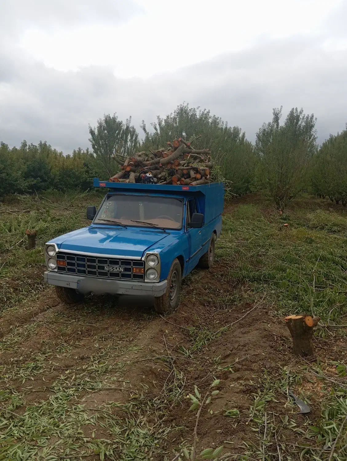 خرید چوب به صورت نقد|خدمات باغبانی و درختکاری|پارسآباد, |دیوار