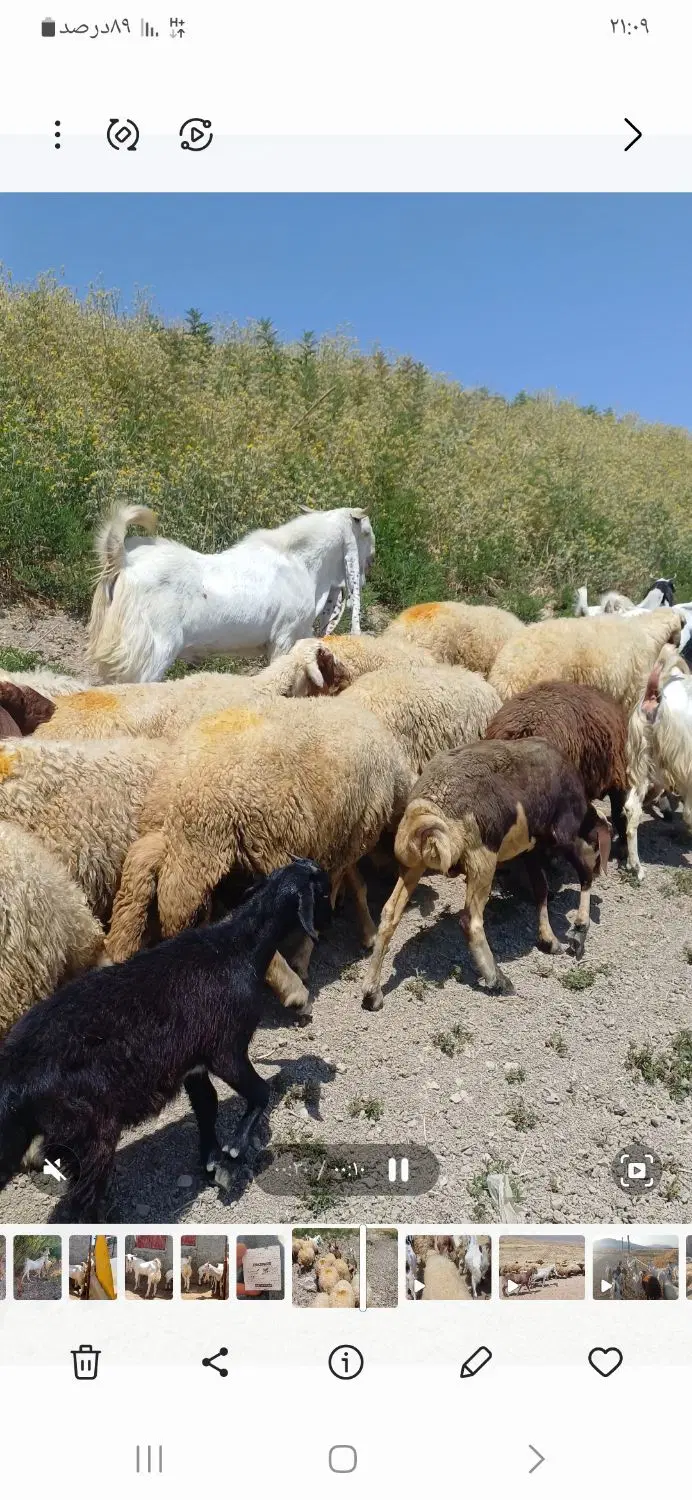 بز گلابی|حیوانات مزرعه|روانسر, |دیوار