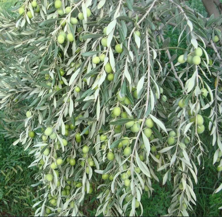 زیتون|خوردنی و آشامیدنی|کرمان, |دیوار
