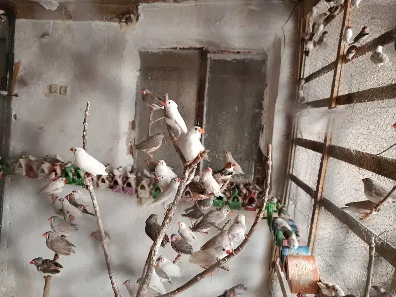 فنج مولد 200عدد یکجا فروشی|پرنده|رباط‌کریم, کاظم‌آباد|دیوار