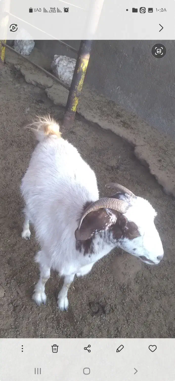 بز دو رگه|حیوانات مزرعه|سمنان, |دیوار