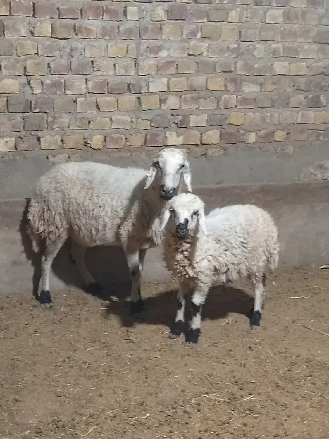 میش با بره نر|حیوانات مزرعه|رفسنجان, |دیوار