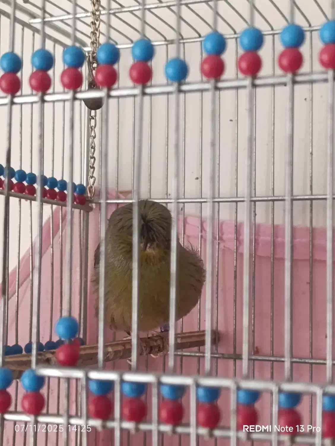 قناری گلاستر گرید+A خط خونی|پرنده|تهران, مسعودیه|دیوار