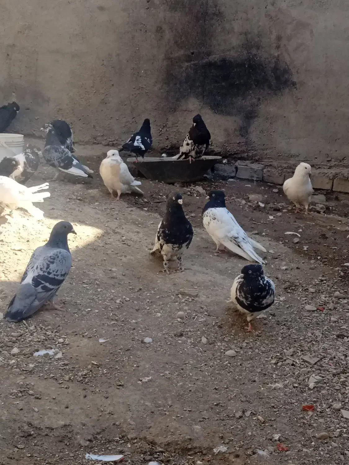 تعدادی زیادی کبوتر فروشی|پرنده|مسجد سلیمان, |دیوار