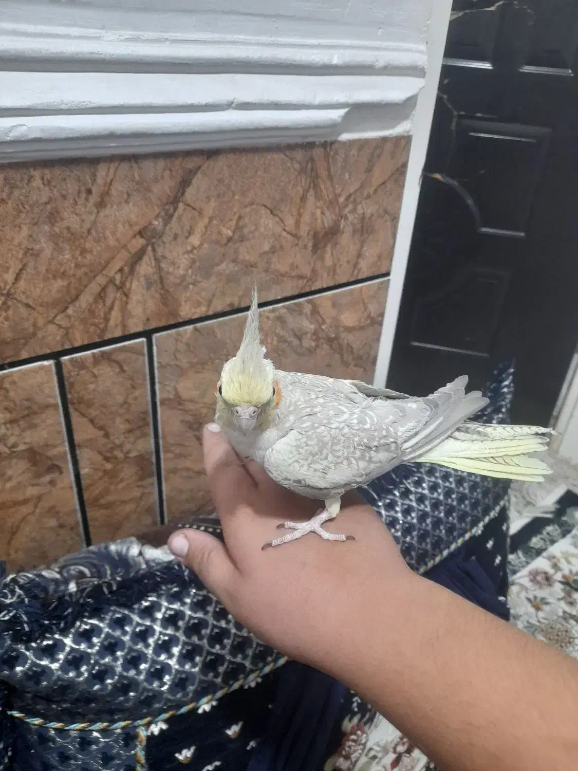 عروس هلندی ماده|پرنده|اندیمشک, |دیوار