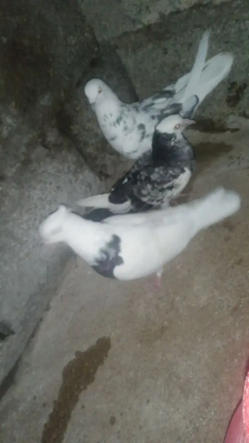 ۳عدد کبوتر خوب کاشانی 250 شازده 200 طوقی 250|پرنده|مسجد سلیمان, |دیوار