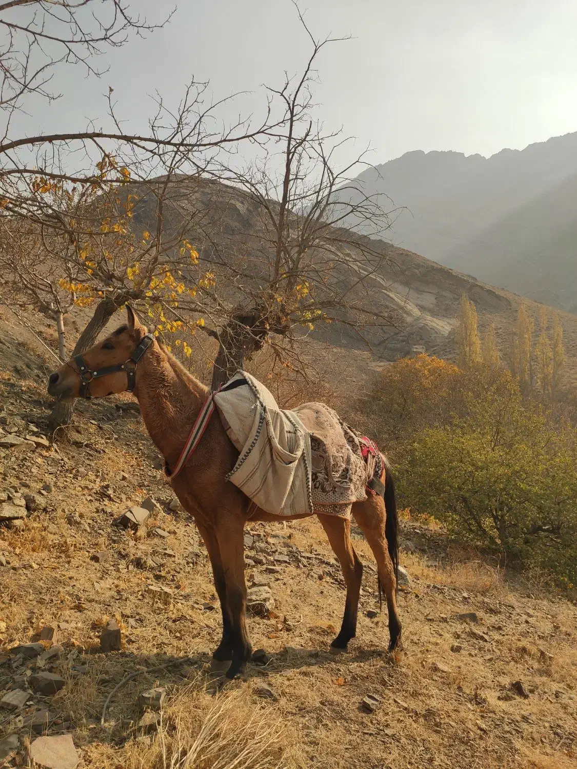 اسب ترکمن|اسب و تجهیزات اسب‌سواری|آسارا, |دیوار