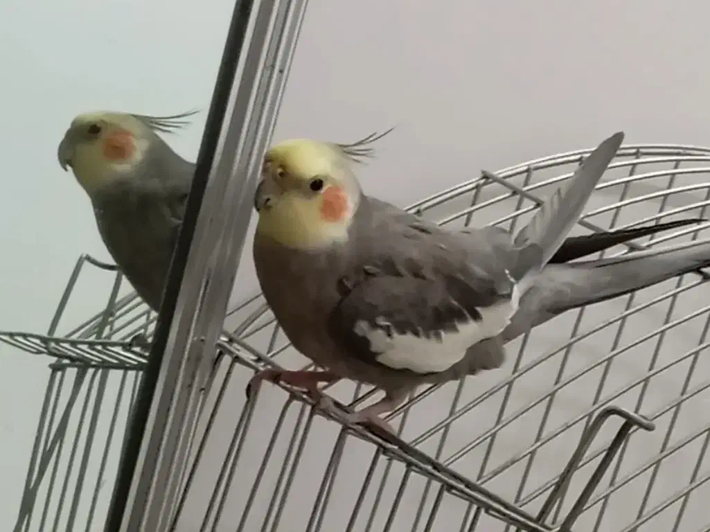 عروس هلندی گمشده|حیوانات|سبزوار, چهارراه فرودگاه|دیوار