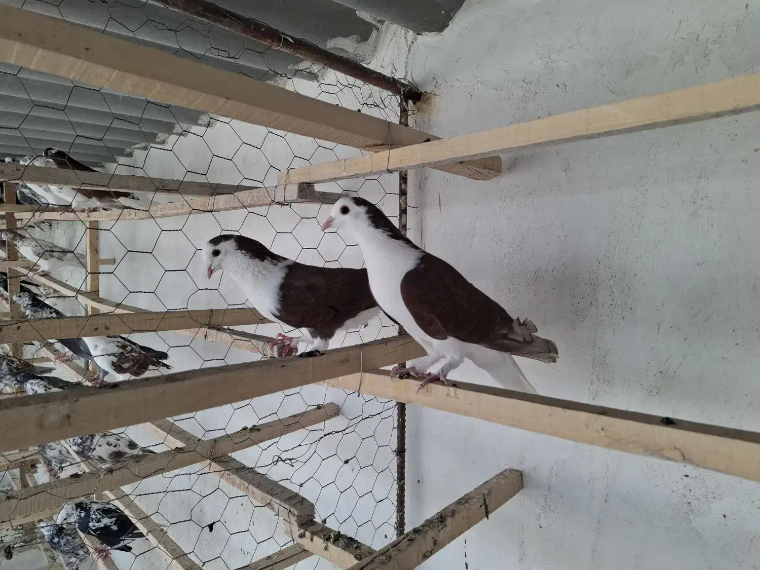 کبوتر|پرنده|آران و بیدگل, |دیوار