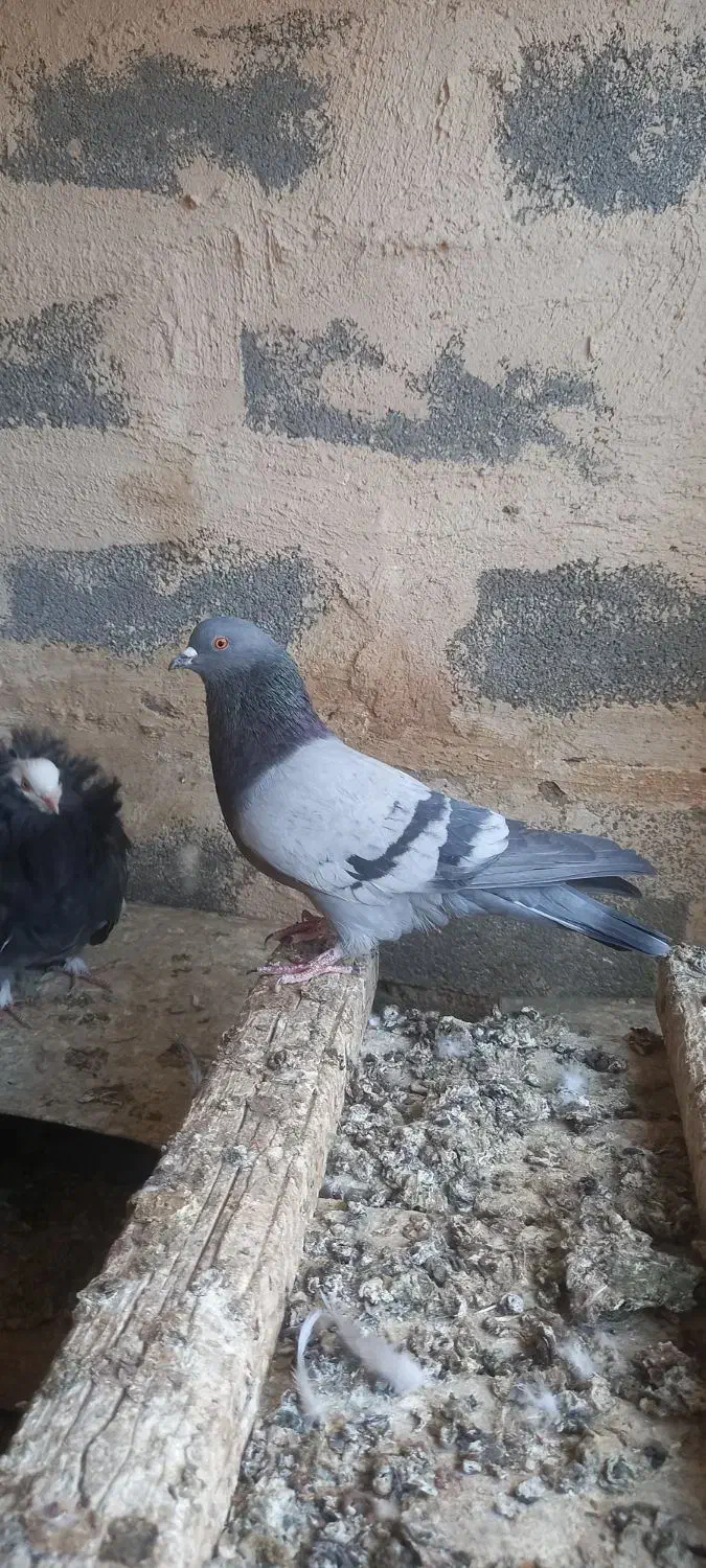 کفتر کاشونی سبز سدی|پرنده|شهرضا, |دیوار