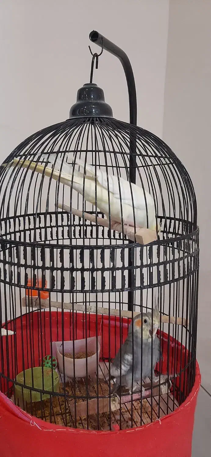 عروس هلندی جفت|پرنده|مشهد, رستگار|دیوار