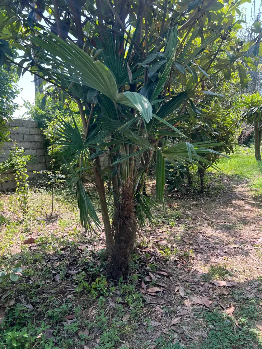 فروش درختان نخل بادبزنی محدوده رضوانشهر|گل و گیاه طبیعی|ضیابر, |دیوار