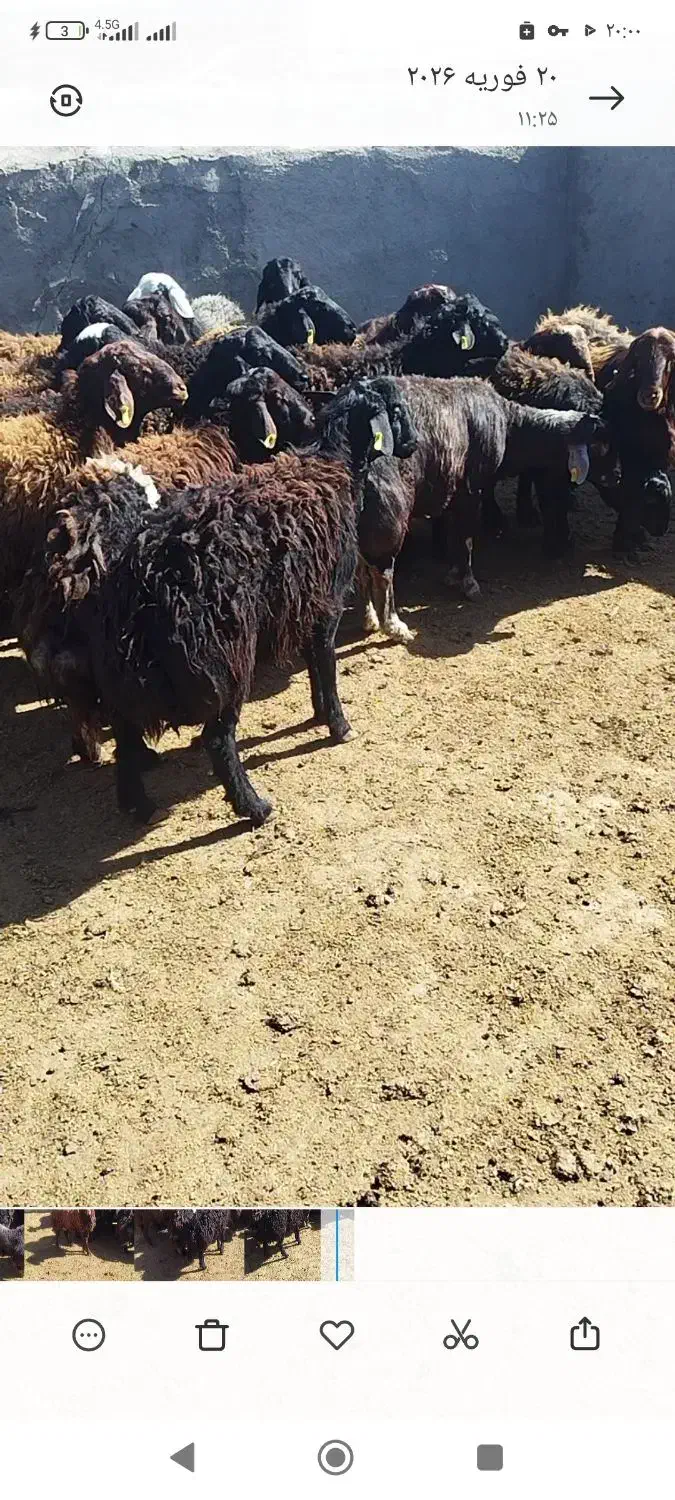 بره چاق|حیوانات مزرعه|بوئین زهرا, |دیوار