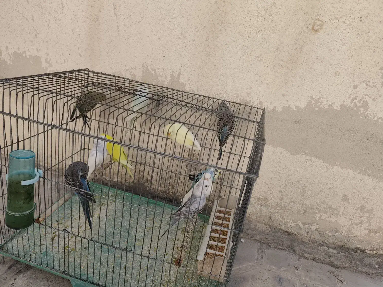 فروش تعدادی مرغ عشق|پرنده|کازرون, |دیوار