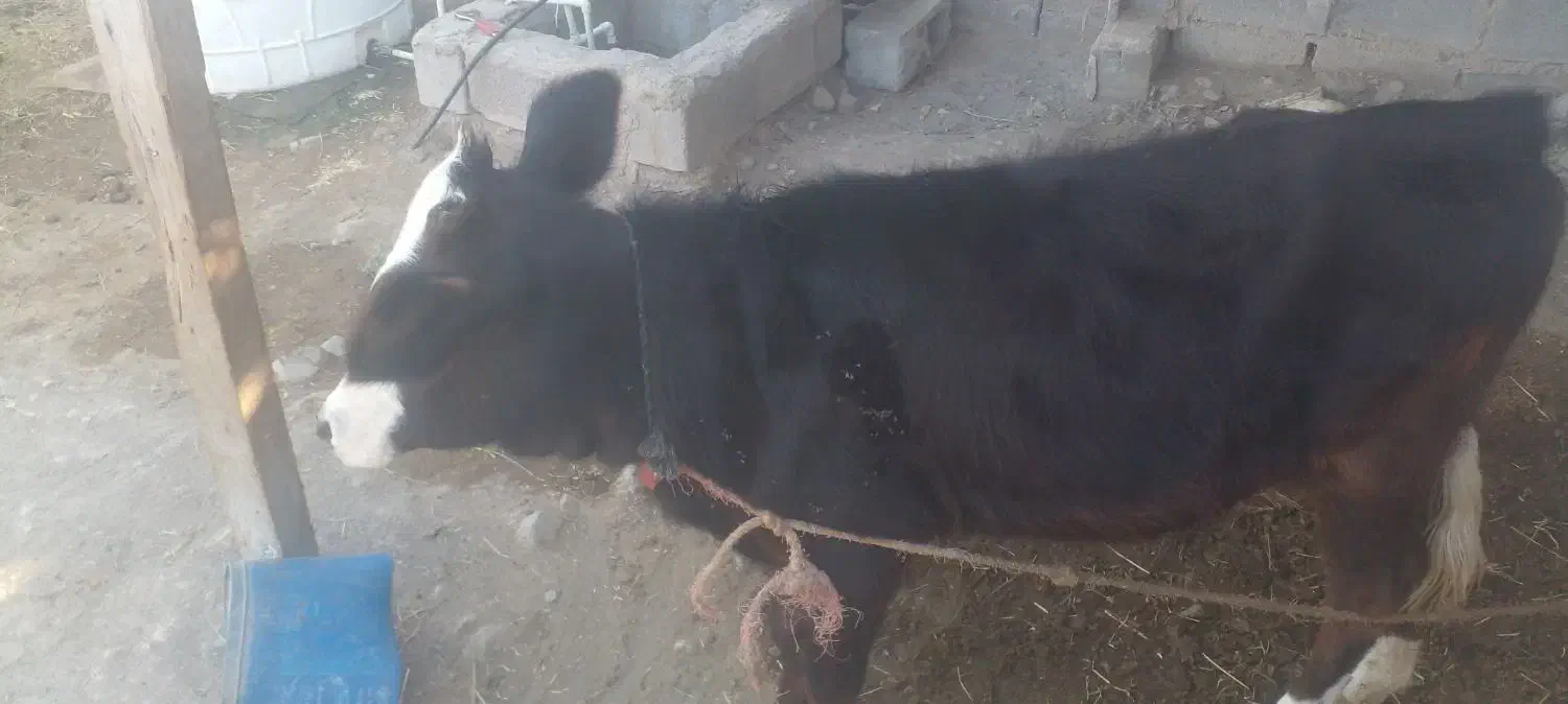 گاو گوساله ماده|حیوانات مزرعه|میناب, |دیوار