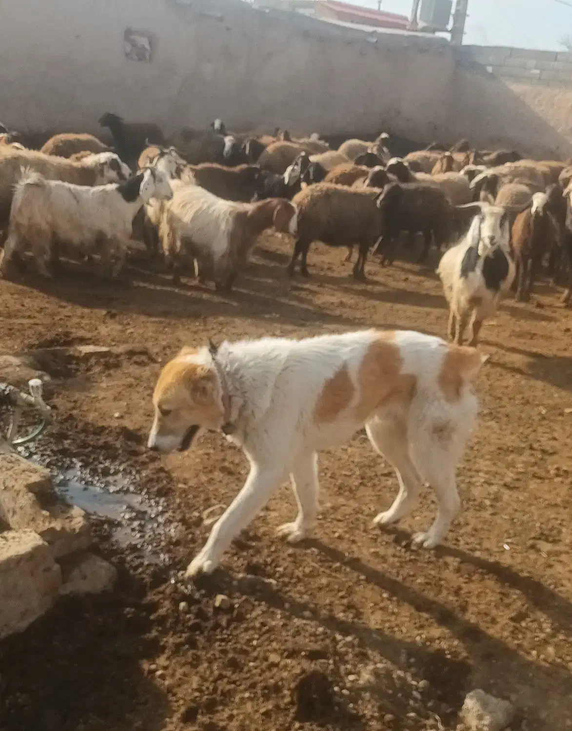 سگ گله ای|سگ|چناران, |دیوار